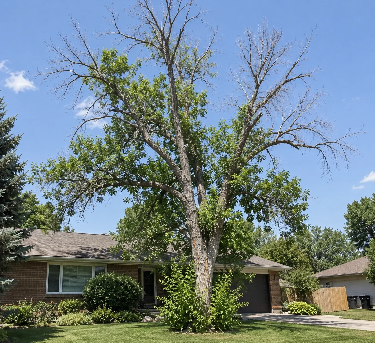 Ash tree in a Greeley front yard with dead upper canopy and sprouting from the trunk base