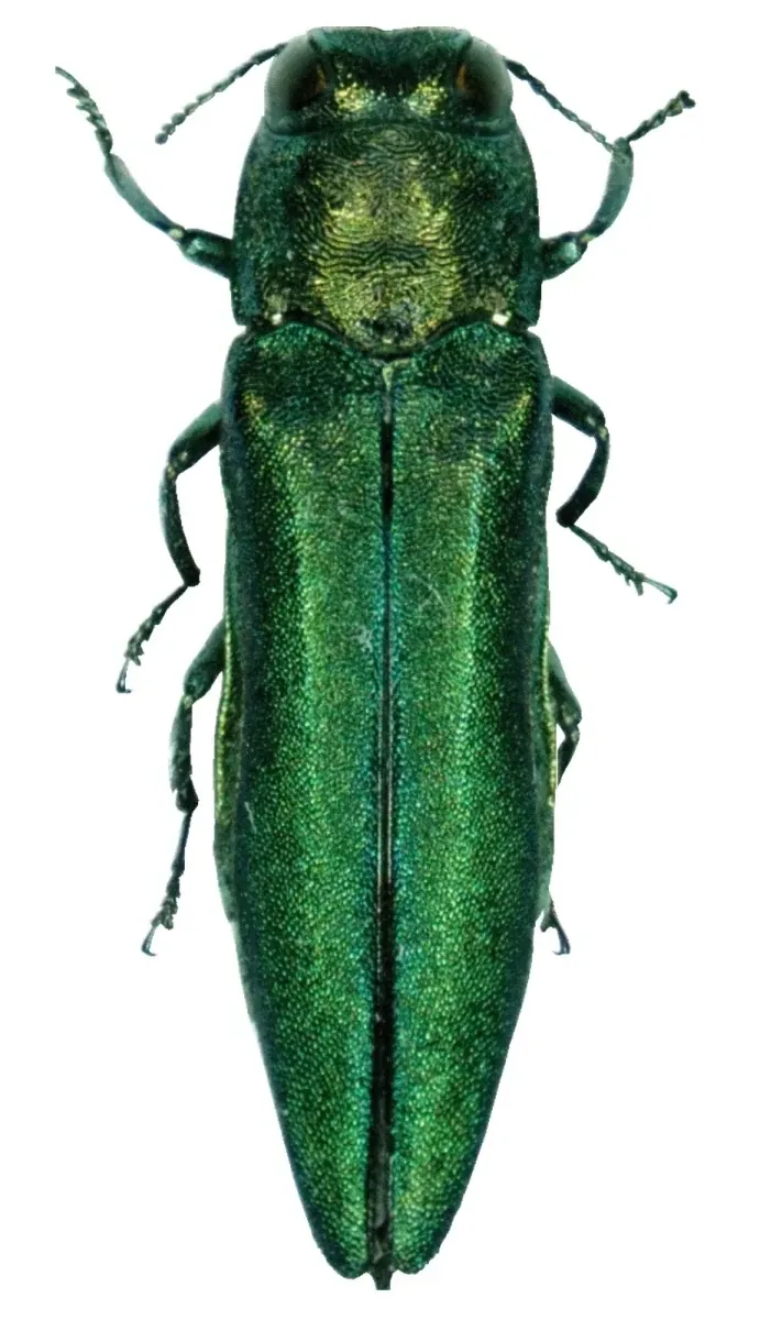 Adult emerald ash borer beetle, metallic green, roughly half an inch long