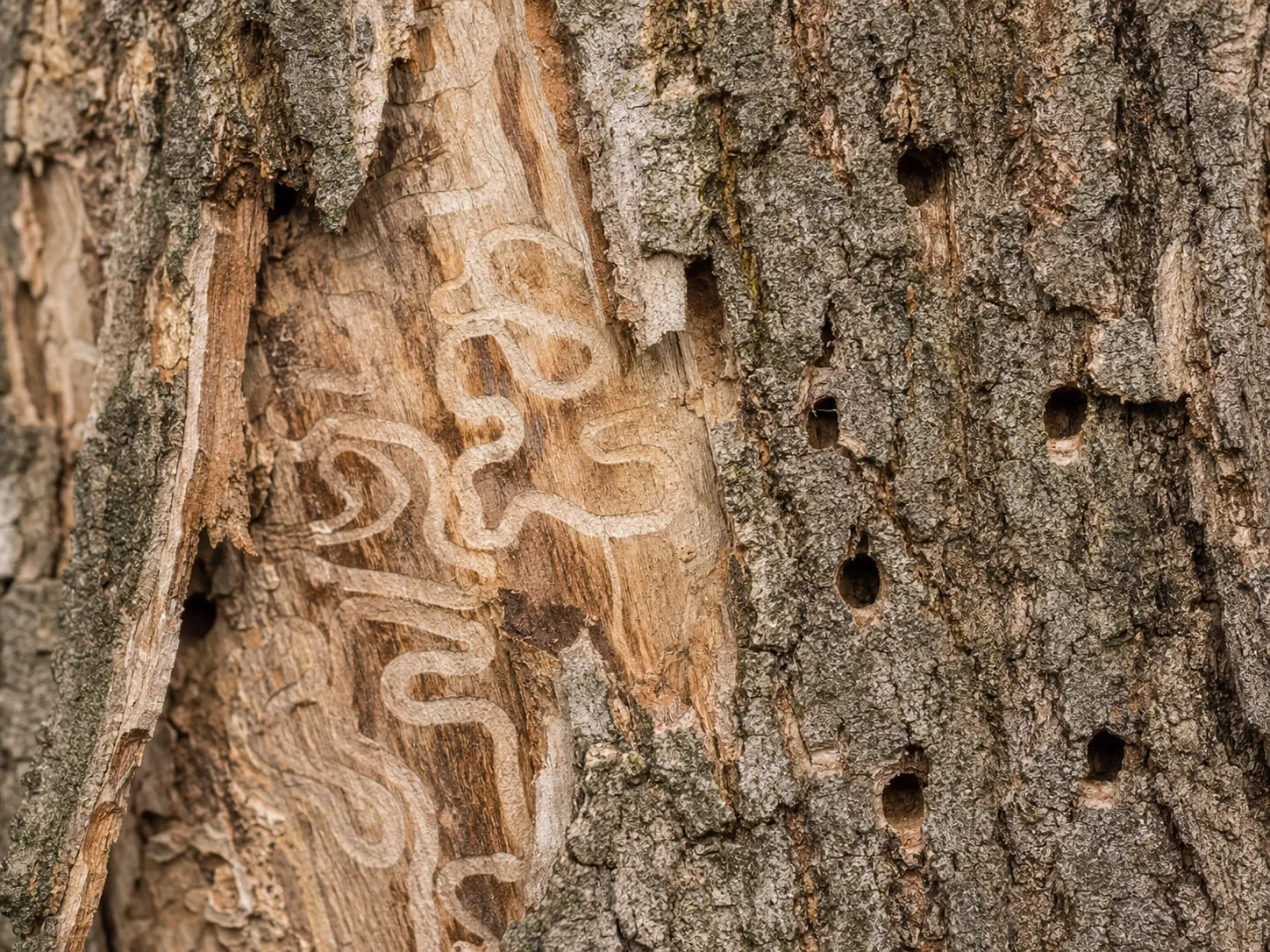 Serpentine emerald ash borer larval galleries and woodpecker feeding damage exposed under ash bark