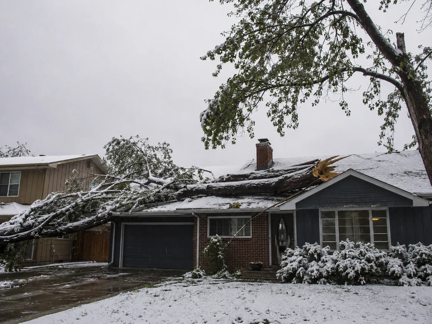 Large tree limb split across the roof of a Greeley home after a heavy spring snowstorm